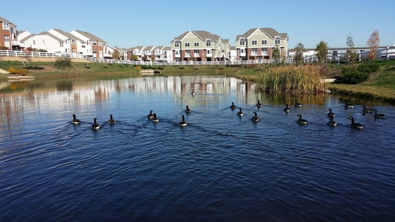Photo of lake on Harbortown property with geese swimming in it. Apartment buildings can be seen in the distance.