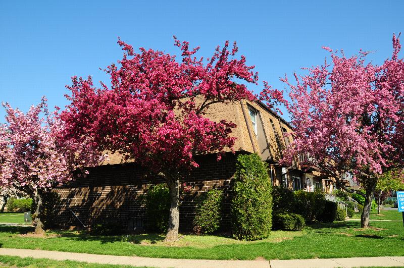 Woodbridge Village exterior photo shows a brick apartment building, green bushes line the front of the building and flowering pink and red trees are in the foreground.